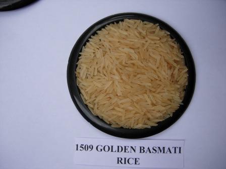 1509 Golden Sella Basmati Rice from India